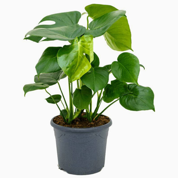 Monstera